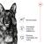 Royal Canin Maxi Adult