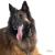 Ταυτότητα Dogs Belgian Shepherd