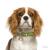 Ταυτότητα Dogs Cavalier King (2*χρώματα)