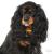 Ταυτότητα Dogs Cavalier King (2*χρώματα)