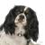 Ταυτότητα Dogs Cavalier King (2*χρώματα)