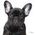 Ταυτότητα Dogs French Bulldog (2*χρώματα)