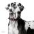Ταυτότητα Dogs Great Dane (2*χρώματα)