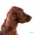 Ταυτότητα Dogs Irish Setter