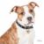 Ταυτότητα Dogs Pitbull
