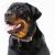 Ταυτότητα Dogs Rottweiler Adult