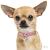 Ταυτότητα Dogs Chihuahua (2*χρώματα)