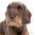 Ταυτότητα Dogs German Dachshund (2*χρώματα)