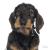 Ταυτότητα Dogs German Dachshund (2*χρώματα)