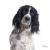 Ταυτότητα Dogs Springer Spaniel